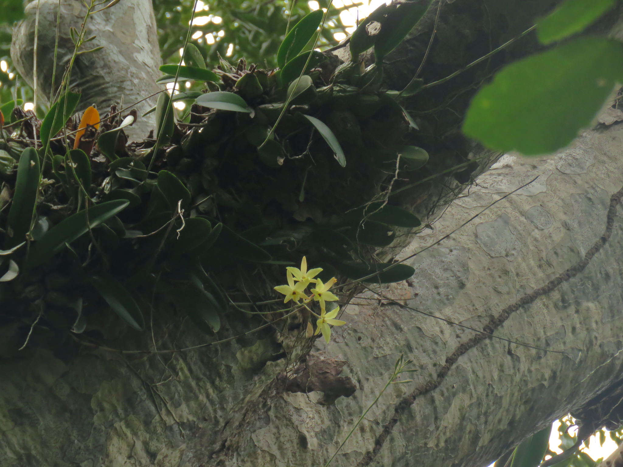 Laelia aurea